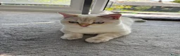 British Shorthair cats for sale: British Shorthair in Hinckley - Advert 17