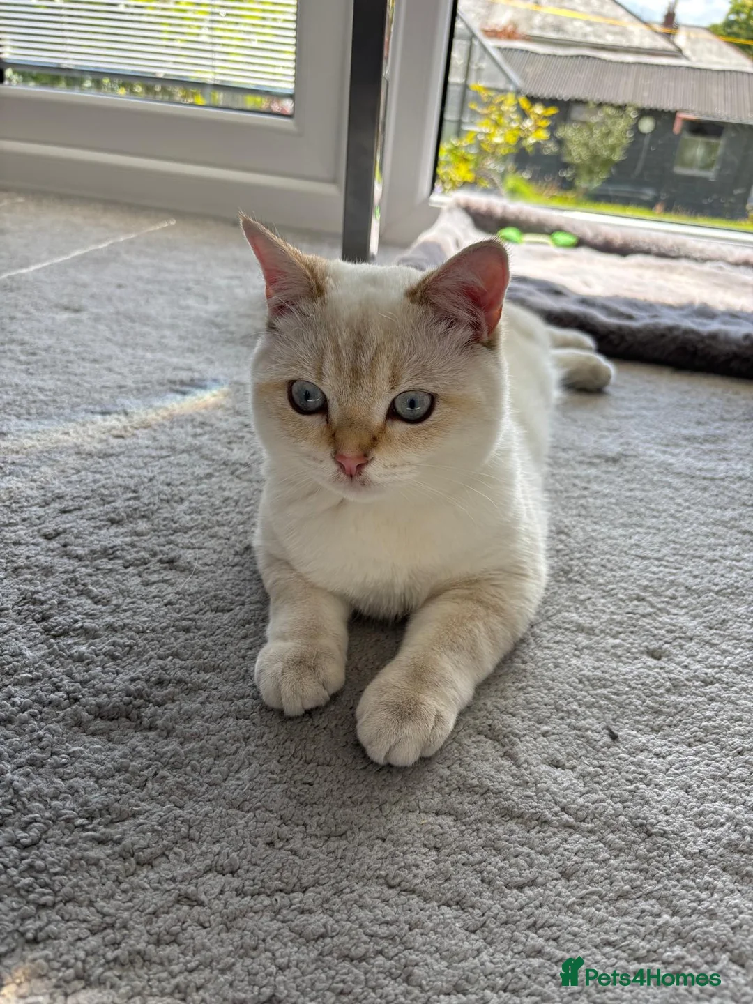 British Shorthair cats for sale: British Shorthair in Hinckley - Advert 17