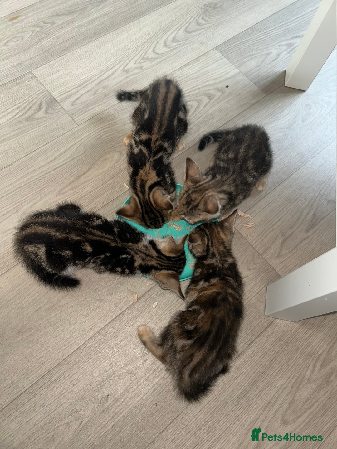 Bengal cats for sale: Beautiful bengal  - Image 2