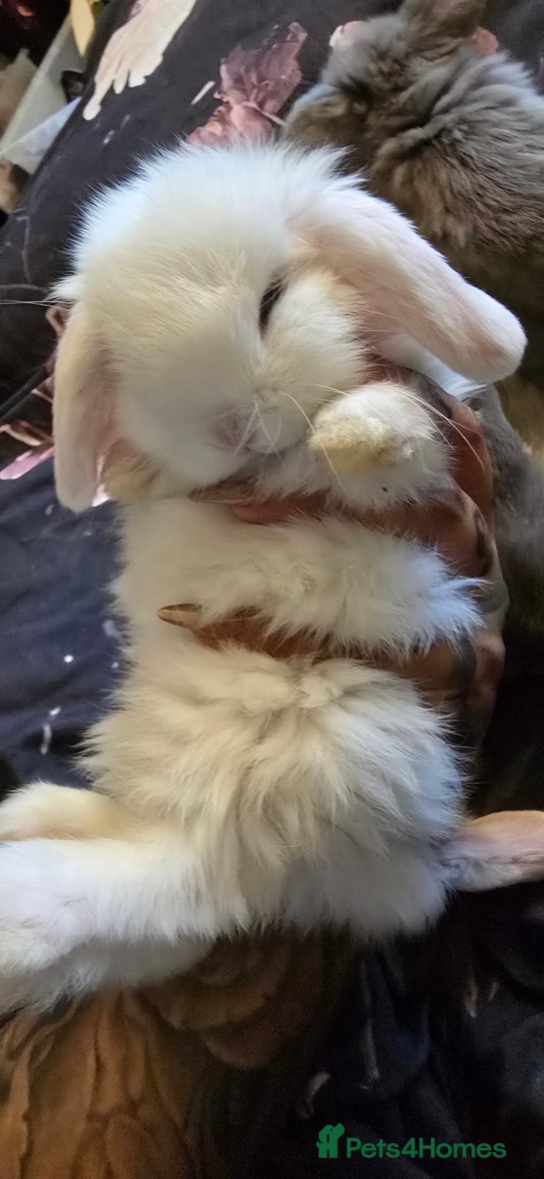 Mini Lop rabbits for sale: Stunning baby lops!  in Stone - Image 8