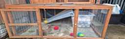 Ferret rodents for sale: Hutch and two hods in Prescot - Advert 5