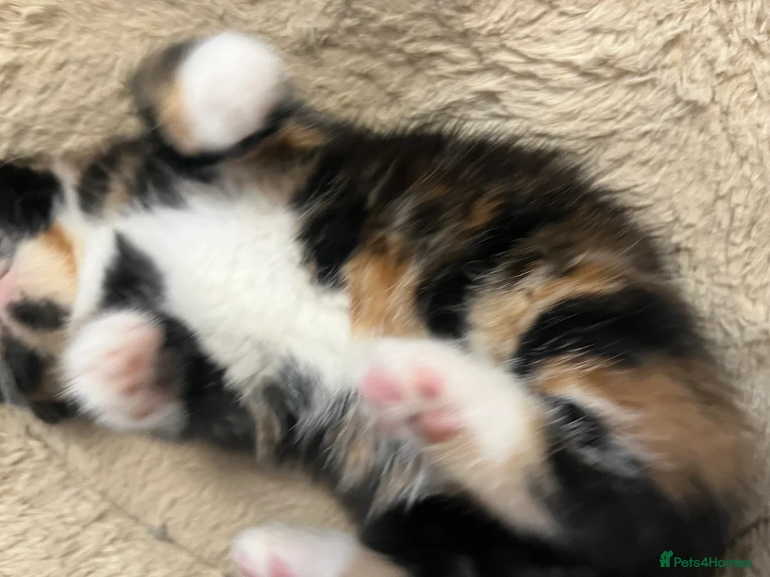 Mixed Breed cats for sale: Stunning MixedBreed Calico & TortoiseShell Kittens - Advert 10