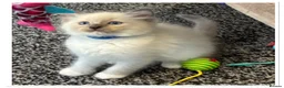 Ragdoll cats for sale: 6 cute pure breed Ragdoll kittens 2 boys 4 girls  - Advert 14