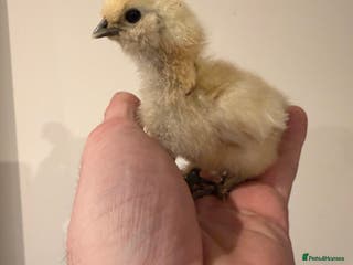 Chickens poultry Silkie chicks - Advert 1