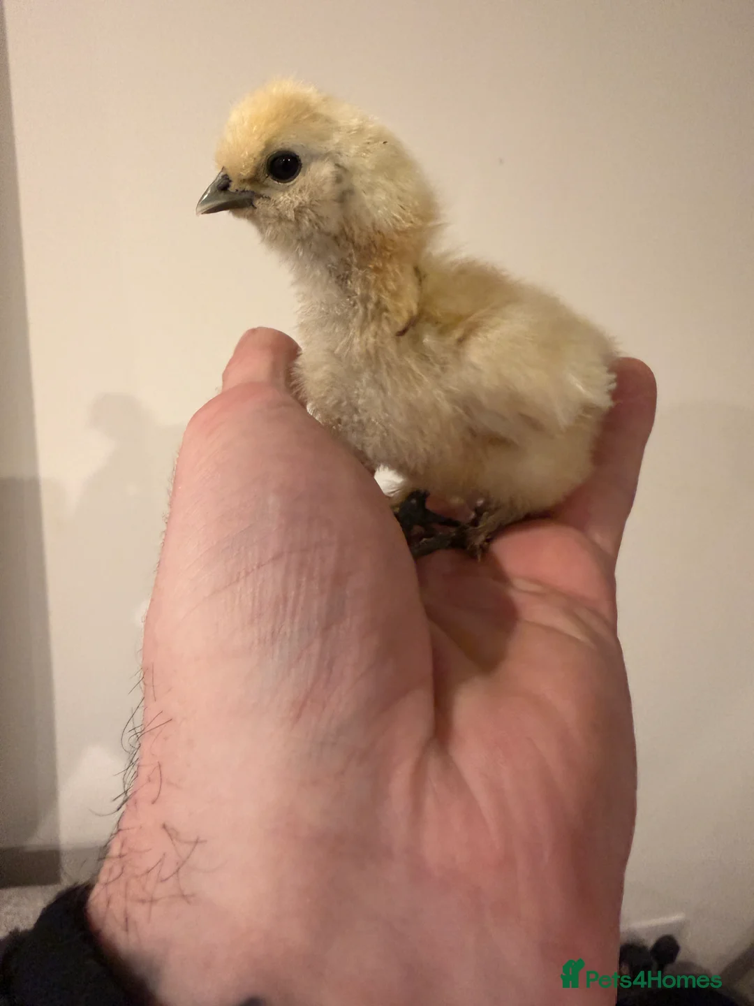 Chickens poultry for sale: Silkie chicks  - Advert 1