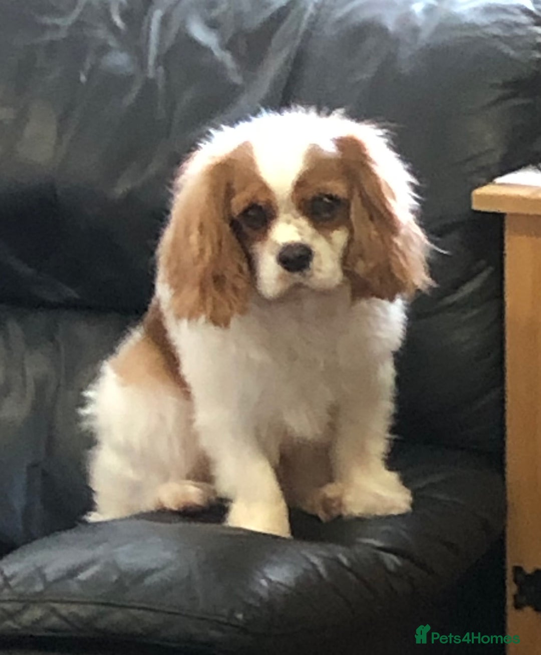 Cavapoo dogs for sale: F1 Cavapoo puppies 1 male 2 females - Advert 2