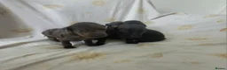 Dachshund dogs for sale: Three quarter Dachshund quarter jack russel pups - Advert 3
