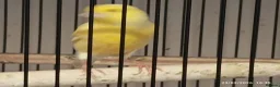 Canaries birds for sale: Canary MALES - Advert 3