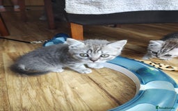 British Shorthair cats for sale: Pedigree British Shorthair kittens - Image 16