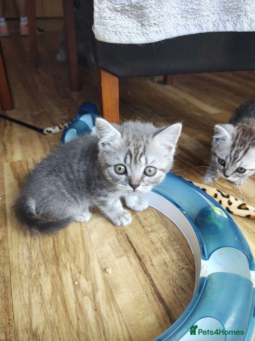 British Shorthair cats for sale: Pedigree British Shorthair kittens - Image 16