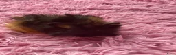 Guinea Pig rodents for sale: Beautiful baby Guinea pigs  - Advert 3