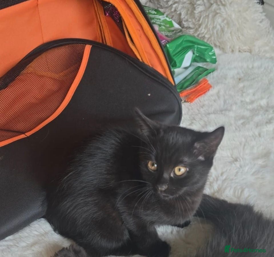 Mixed Breed cats Lovely black mixed breed kitten  - Advert 1