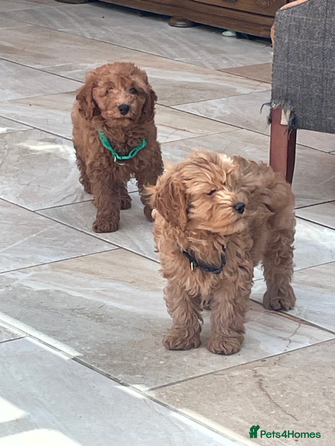 Cavapoochon dogs for sale: Stunning girls and boys - Image 7