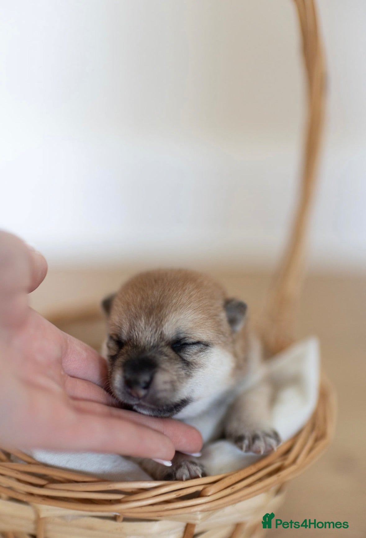 Japanese Shiba Inu dogs Beautiful Shiba Inu puppies  - Advert 2
