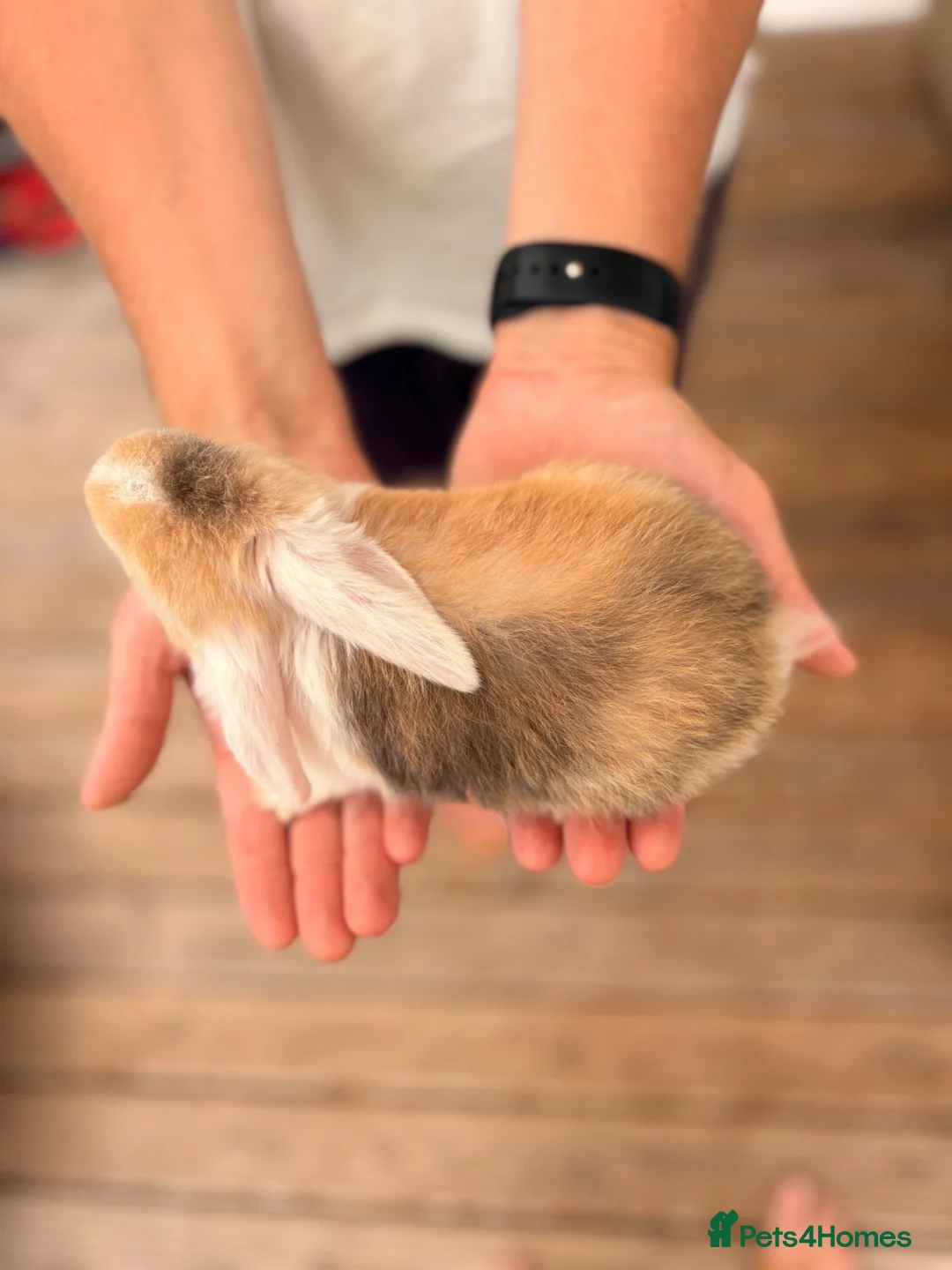 Mini Lop rabbits for sale: Beautiful Mini Lops Litter - Advert 15