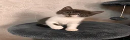 Mixed Breed cats for sale: Kittens Looking for Their Forever Homes🏡❤️ - Advert 9