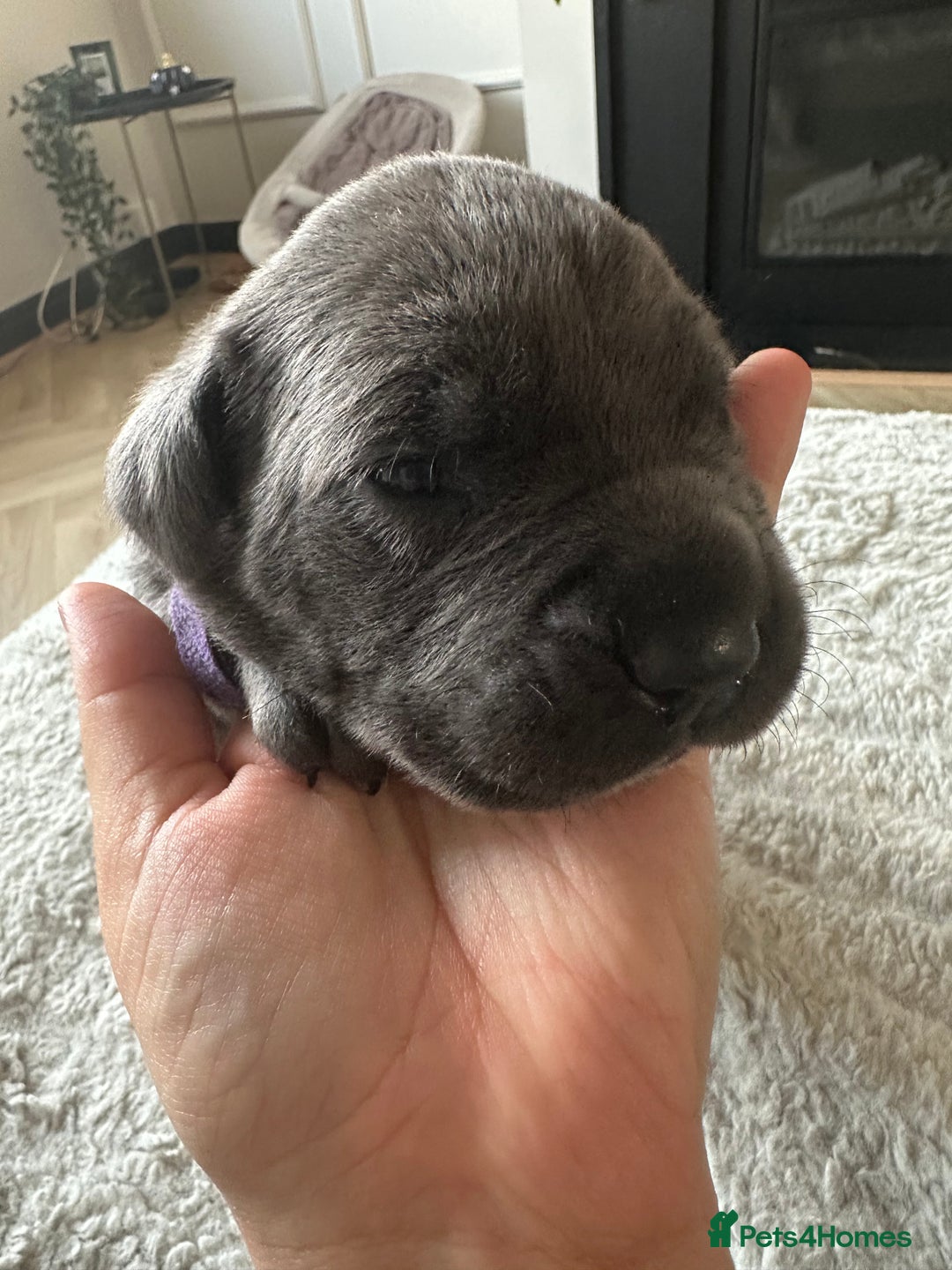 Cane Corso dogs for sale: Lupo D’Italia Kennels - Advert 8