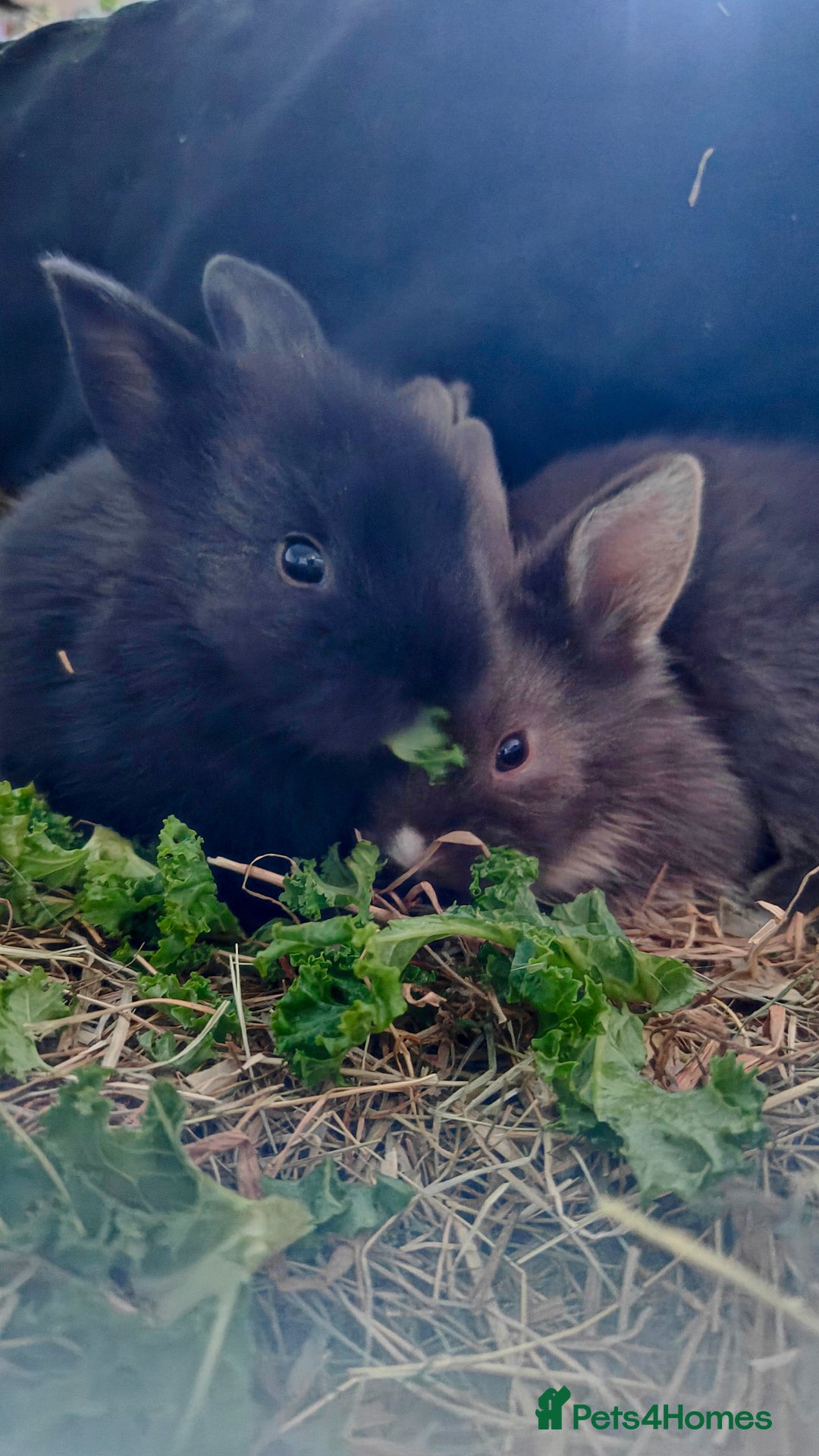 Lionhead rabbits for sale: Pedigree Lionhead Baby rabbits - Advert 8