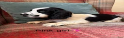 Cocker Spaniel dogs for sale: KC reg, health tested, show type cocker spaniels - Advert 12