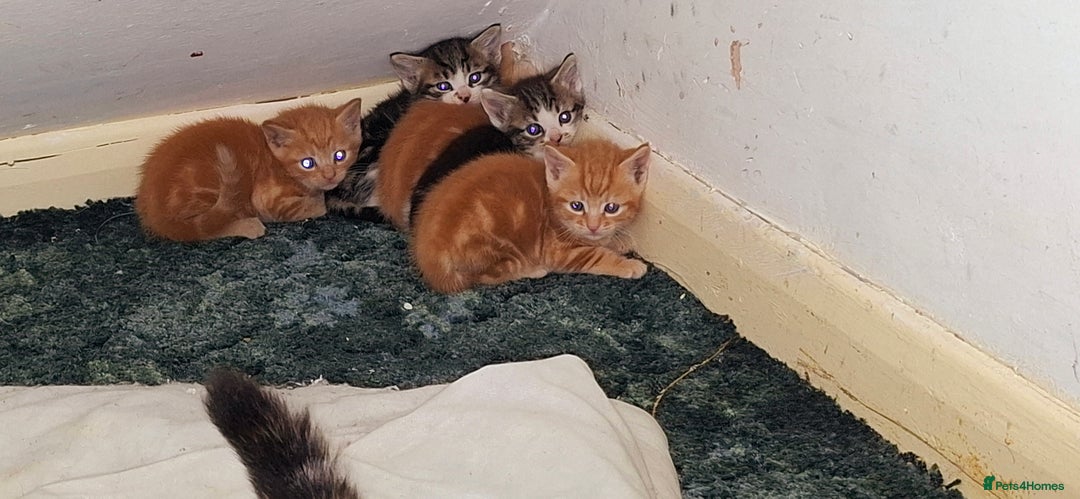 Mixed Breed cats for sale: Kittens looking for a forever home 🏡  - Image 12