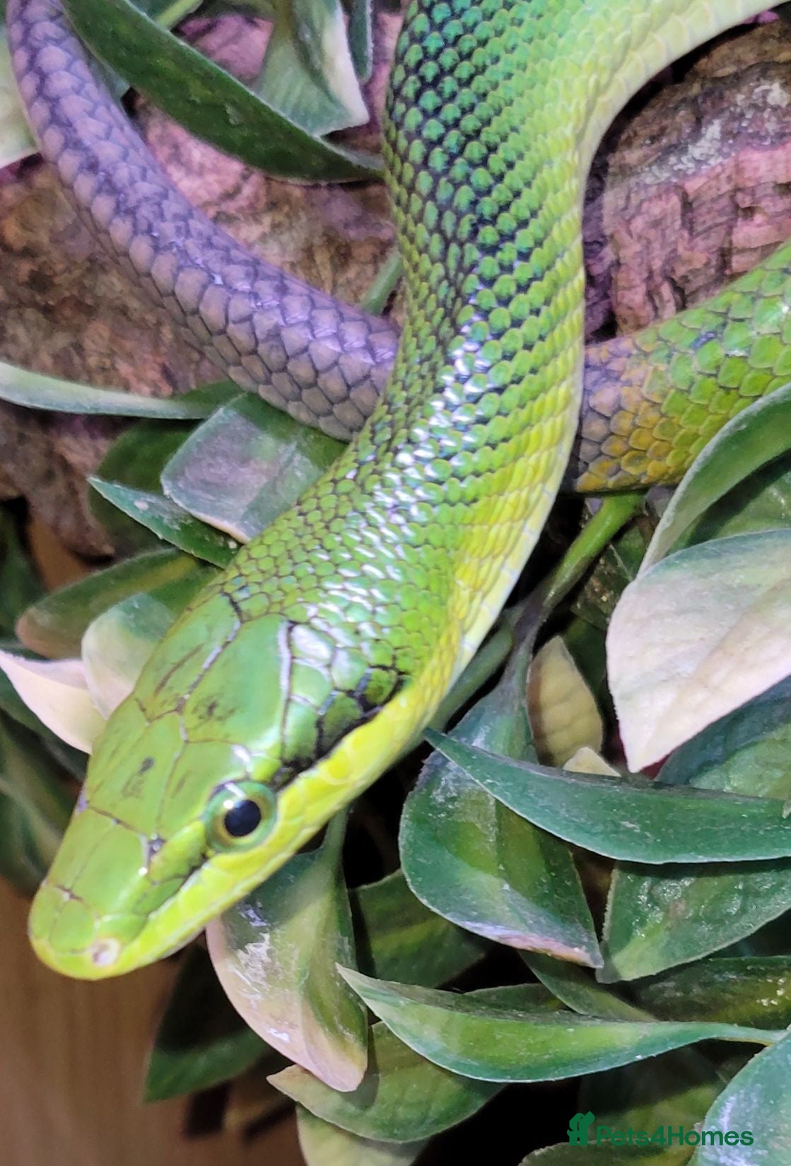 Mixed Breed invertebrates Red tail racer  rat snake - Advert 1