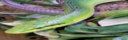 Mixed Breed invertebrates for sale: Red tail racer  rat snake in Bristol - Advert 1