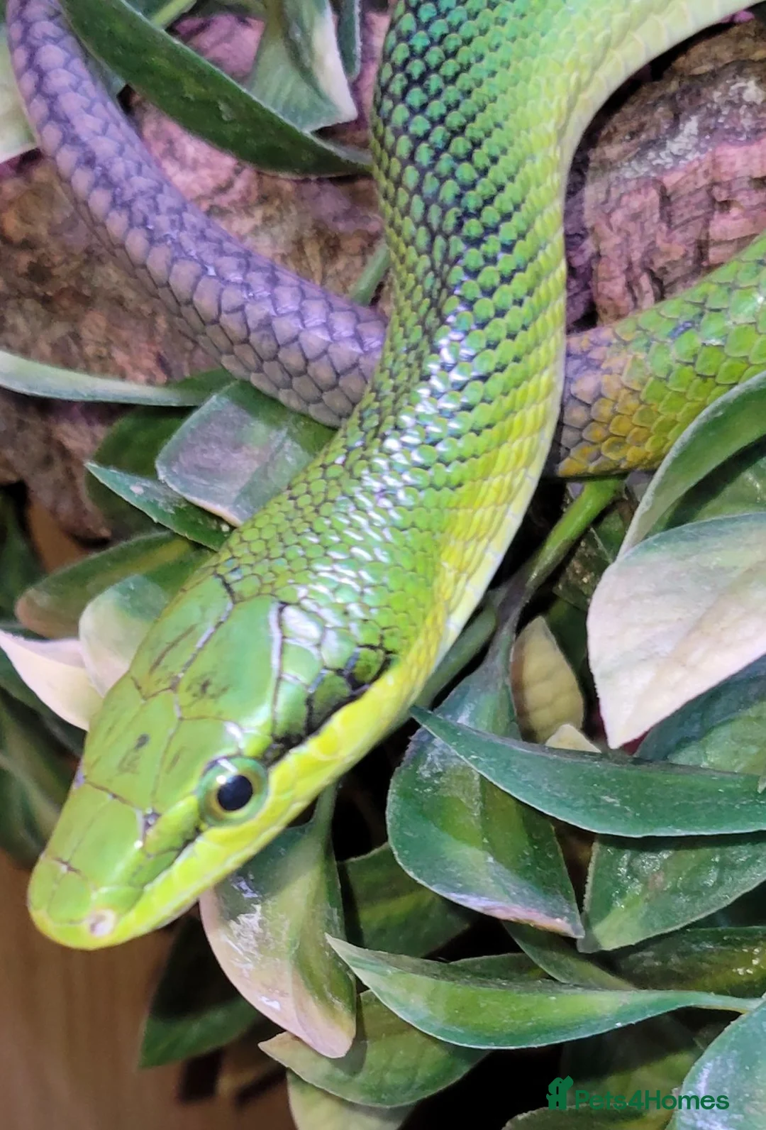 Mixed Breed invertebrates for sale: Red tail racer  rat snake in Bristol - Advert 1