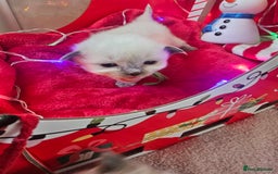 Ragdoll cats for sale: 8 beautiful ragdolls ready for Christmas 🎁 - Advert 27