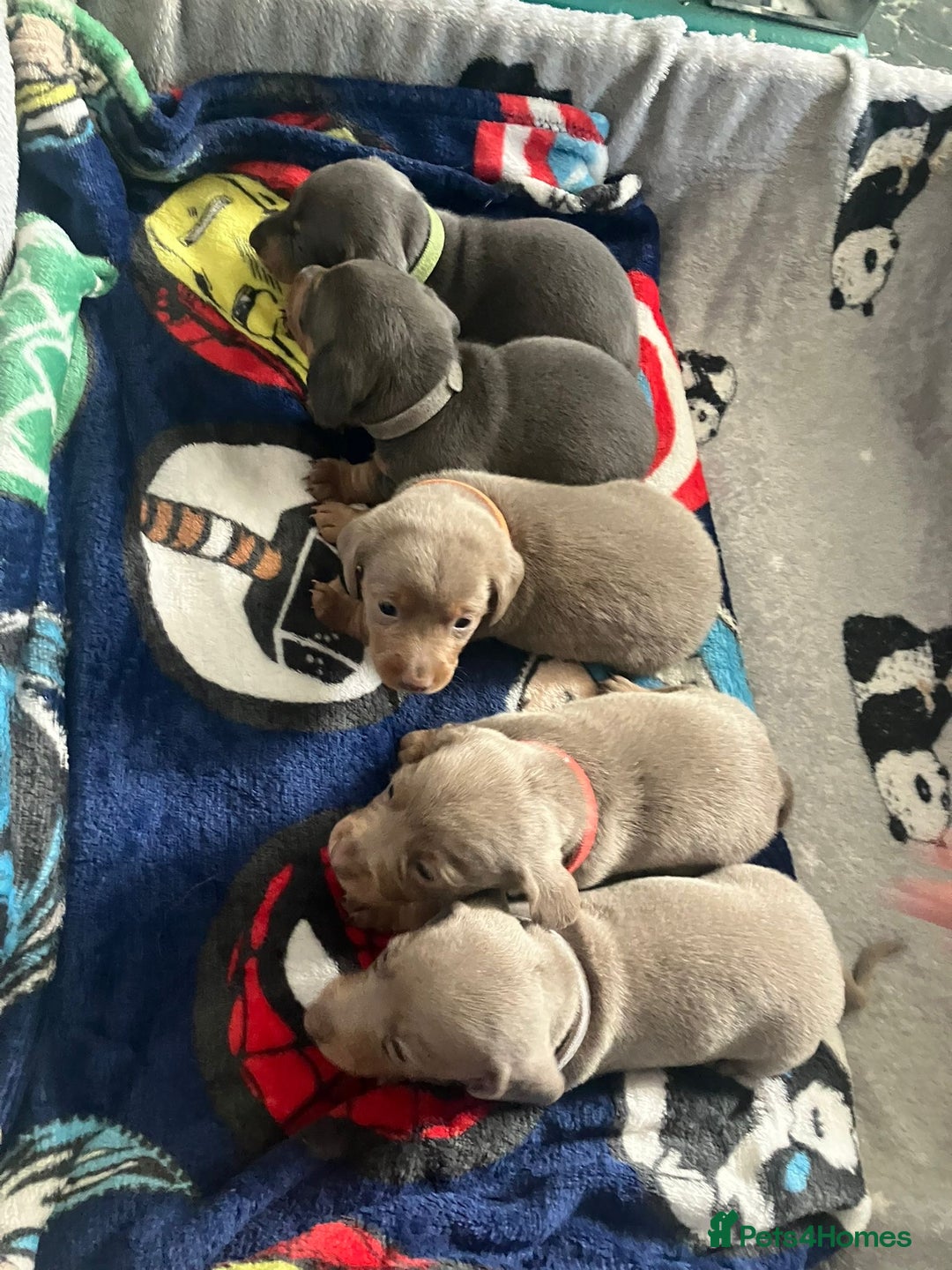 Dachshund dogs for sale: Beautiful mini dachshund babies  - Image 3