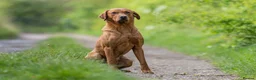Labrador Retriever dogs for sale: Fox red lab in Nottingham - Advert 2