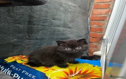 Persian cats for sale: Mixed breed persians - Image 3