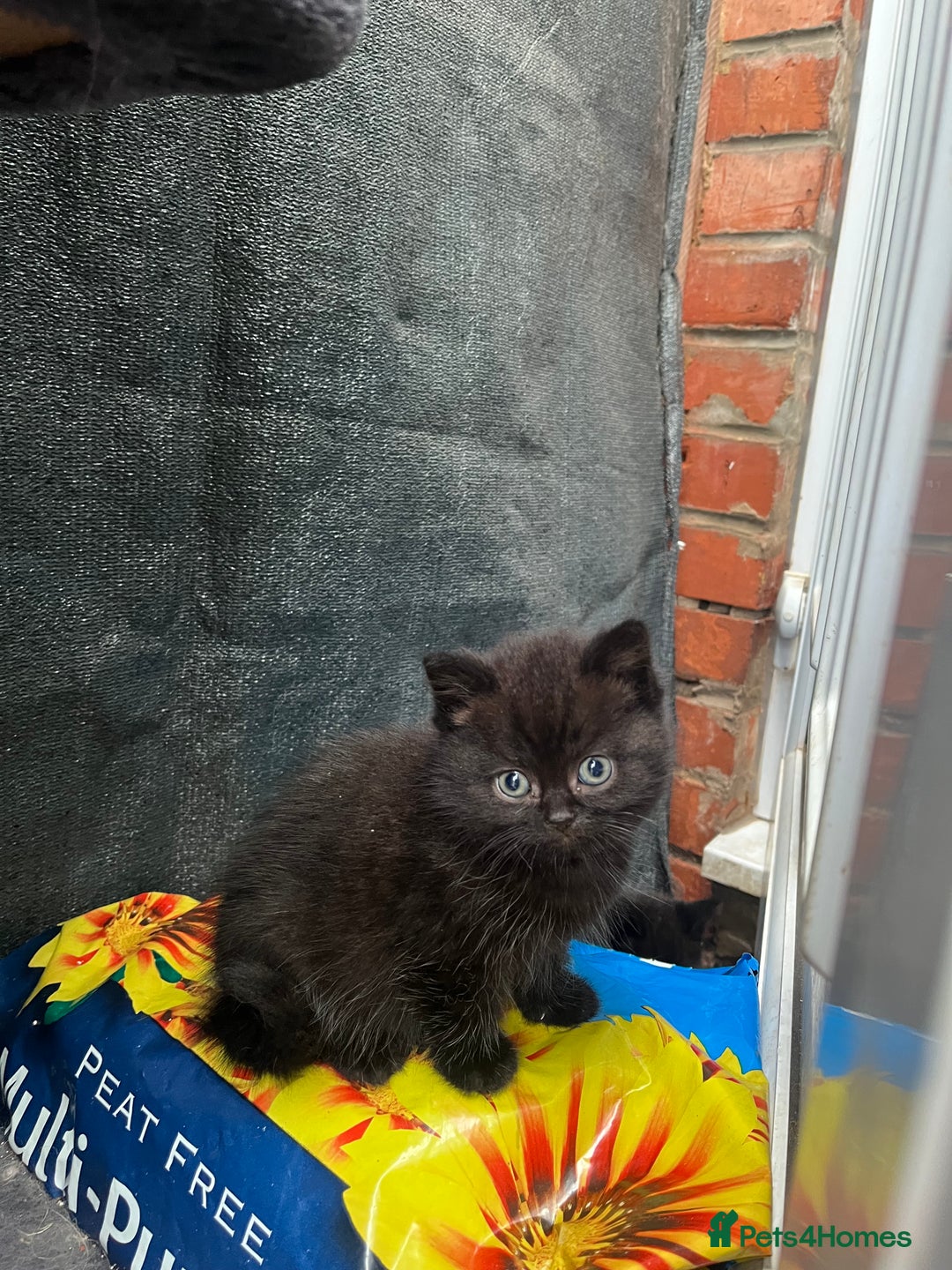 Persian cats for sale: Mixed breed persians - Image 3