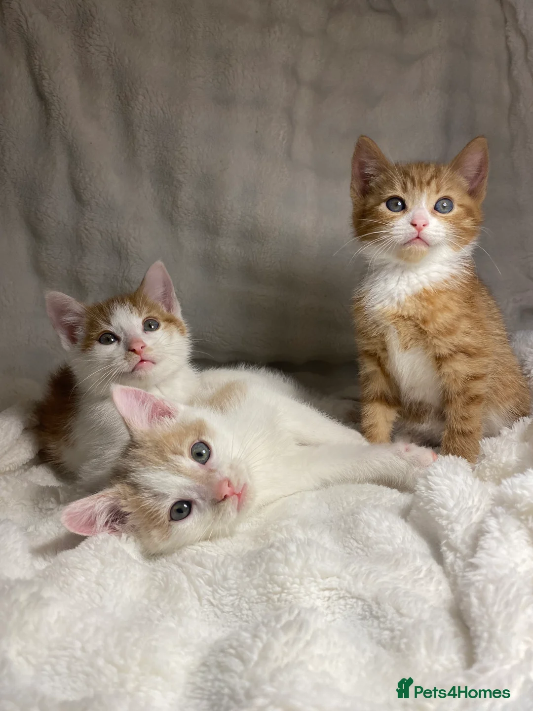 Mixed Breed cats for sale: 3 Adorable Male Kittens Ready For Their New Home🏡 - Advert 2