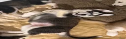 Mixed Breed dogs for sale: Husky Hybrid Puppies (Utonagans)  - Advert 30