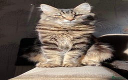 Mixed Breed cats for sale: Tabby cross ragdoll  - Image 1