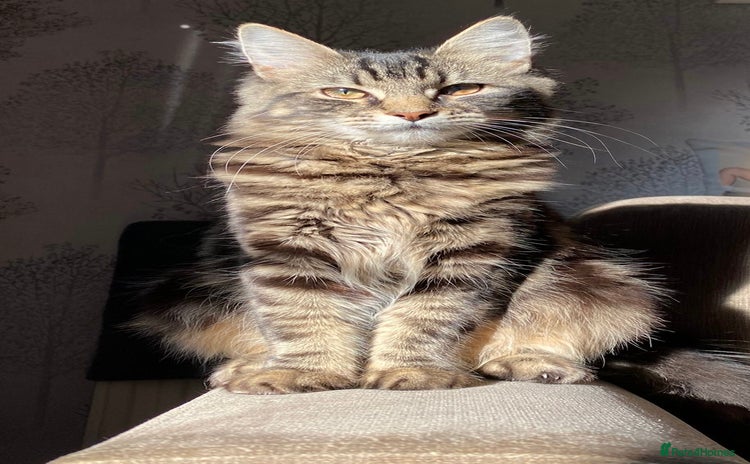 Mixed Breed cats - Advert 10