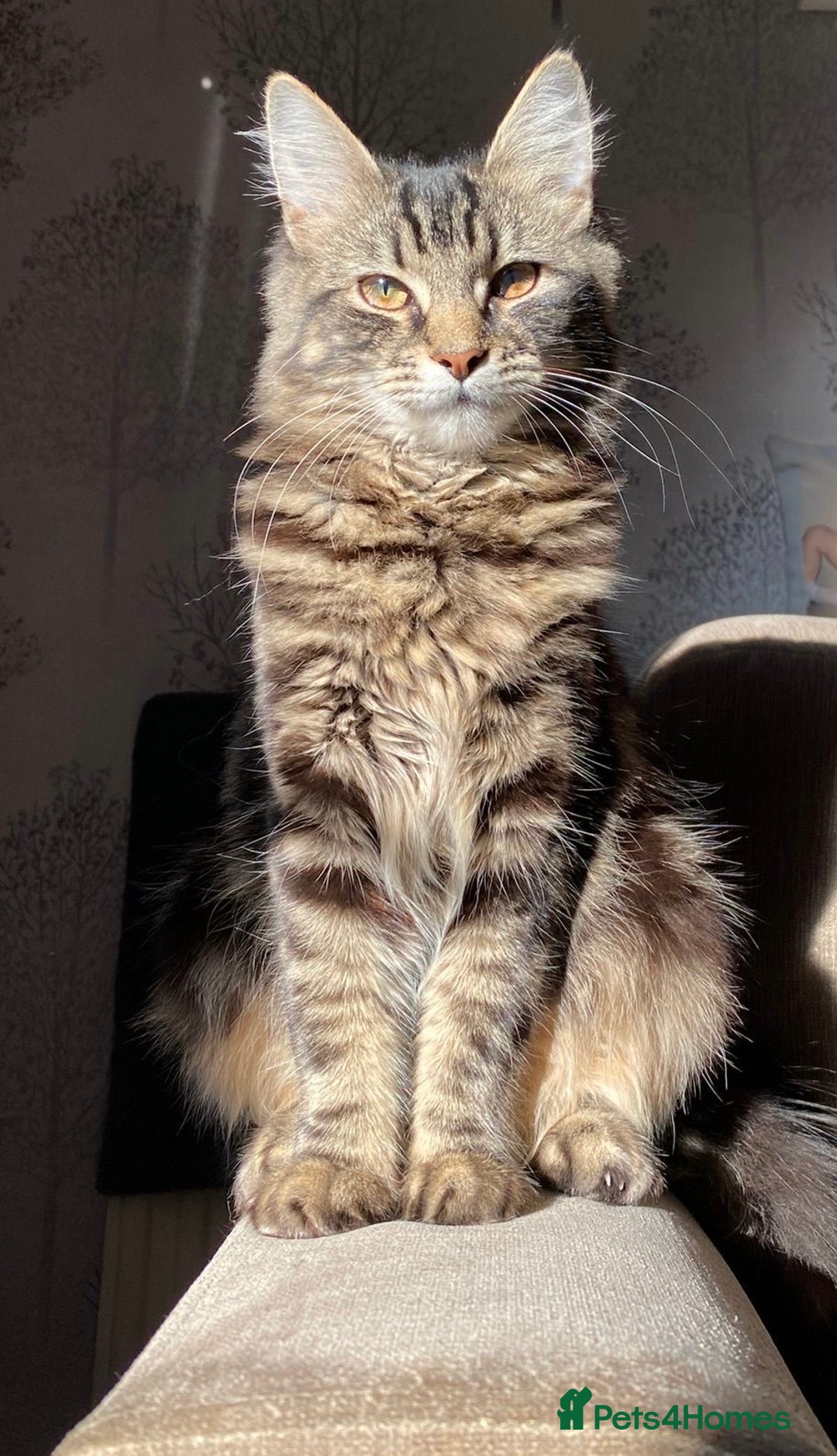 Mixed Breed cats for sale: Tabby cross ragdoll  - Image 1