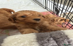 Cavapoo dogs for sale: 6 Beautiful Toy Cavapoo Girls  - Image 21