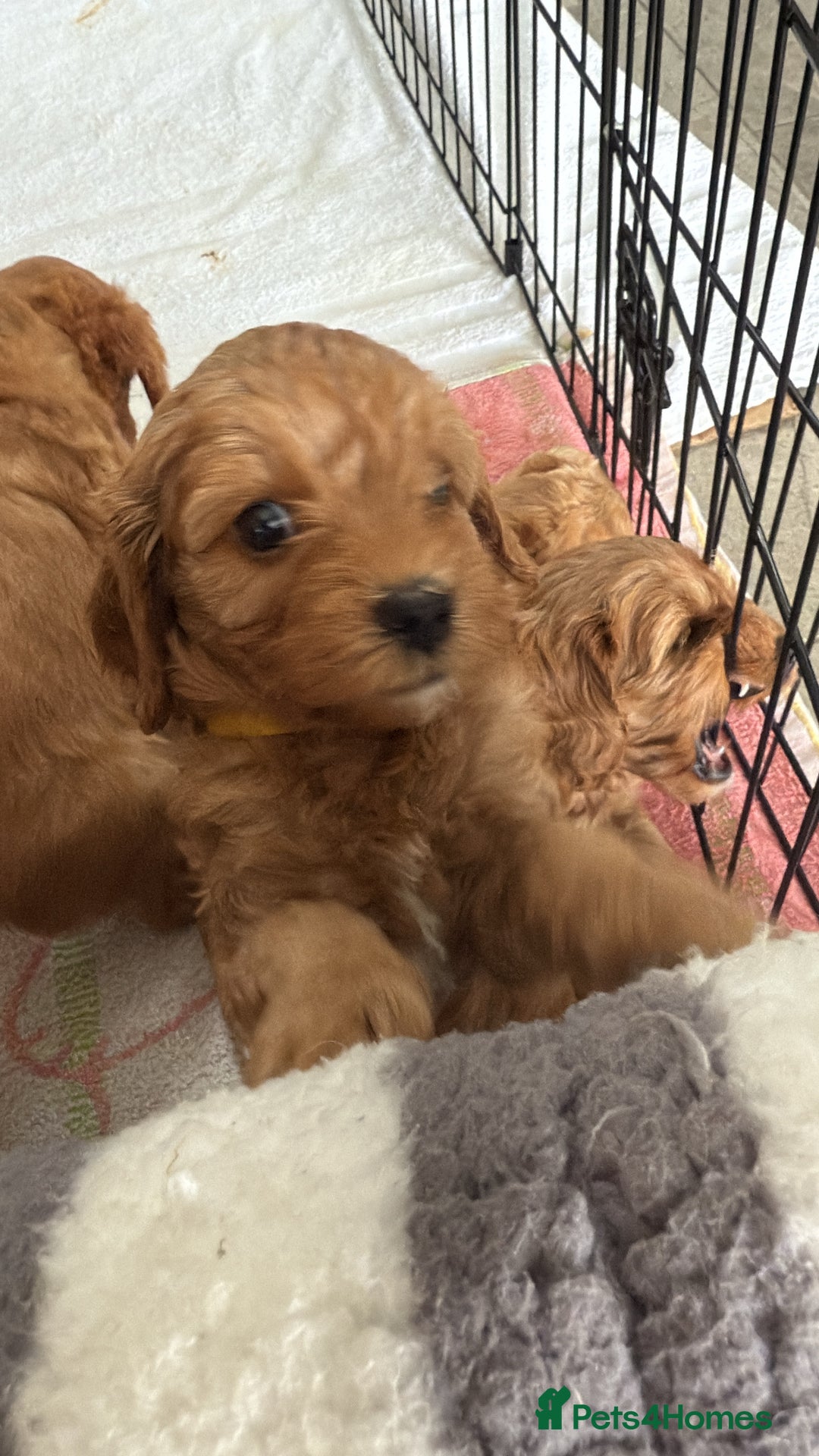 Cavapoo dogs for sale: 6 Beautiful Toy Cavapoo Girls  - Image 21