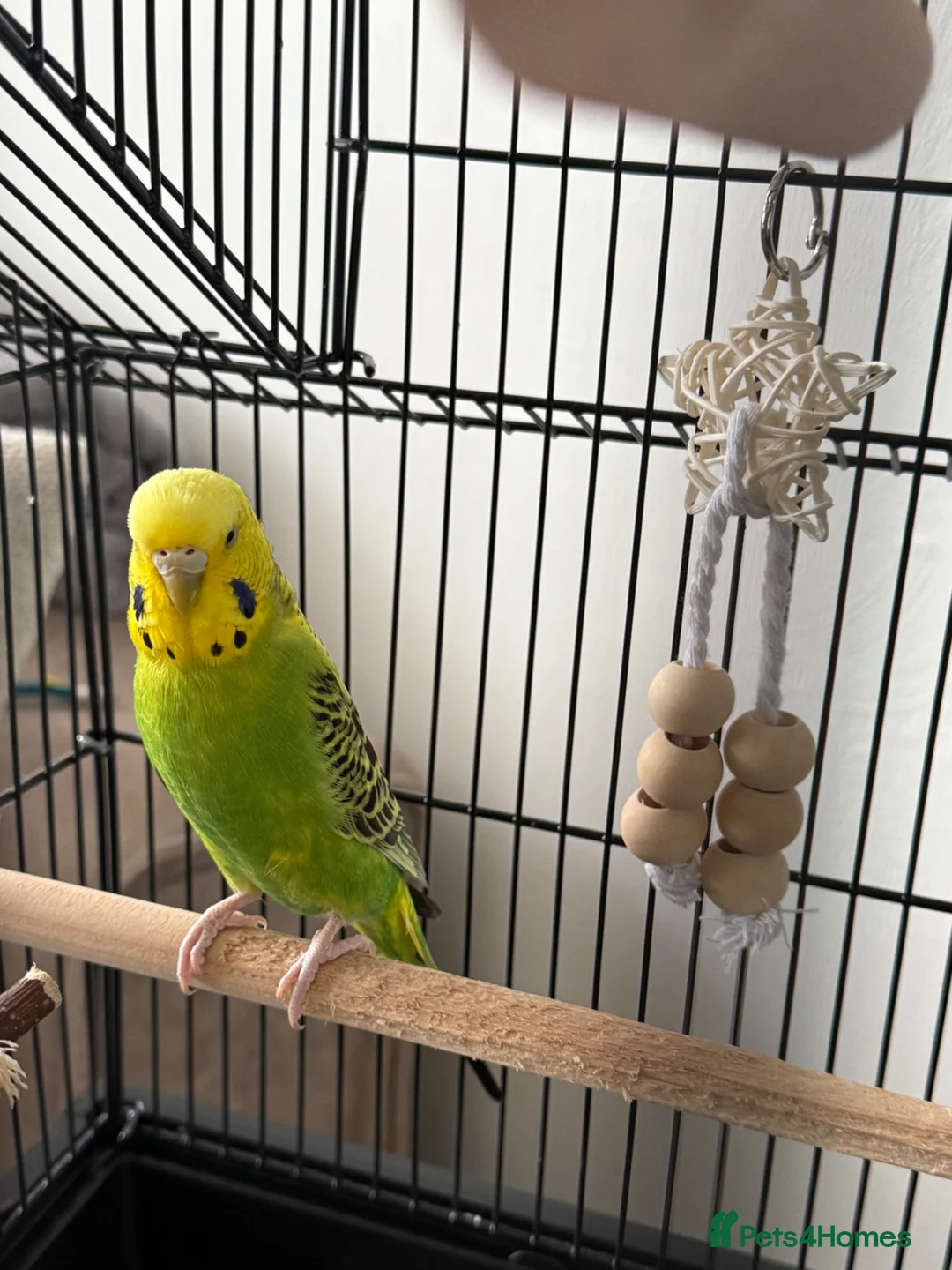 Budgerigars birds for sale: Budgie in Wallington - Advert 1