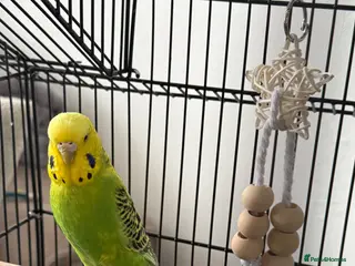 Budgerigars birds Budgie - Advert 12