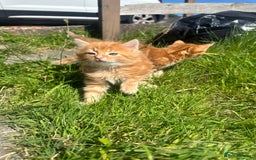 Mixed Breed cats for sale: Beautiful ginger kittens  - Image 1