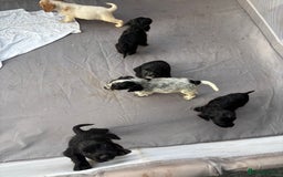Cocker Spaniel dogs for sale: Show cocker spaniel puppies - Image 19