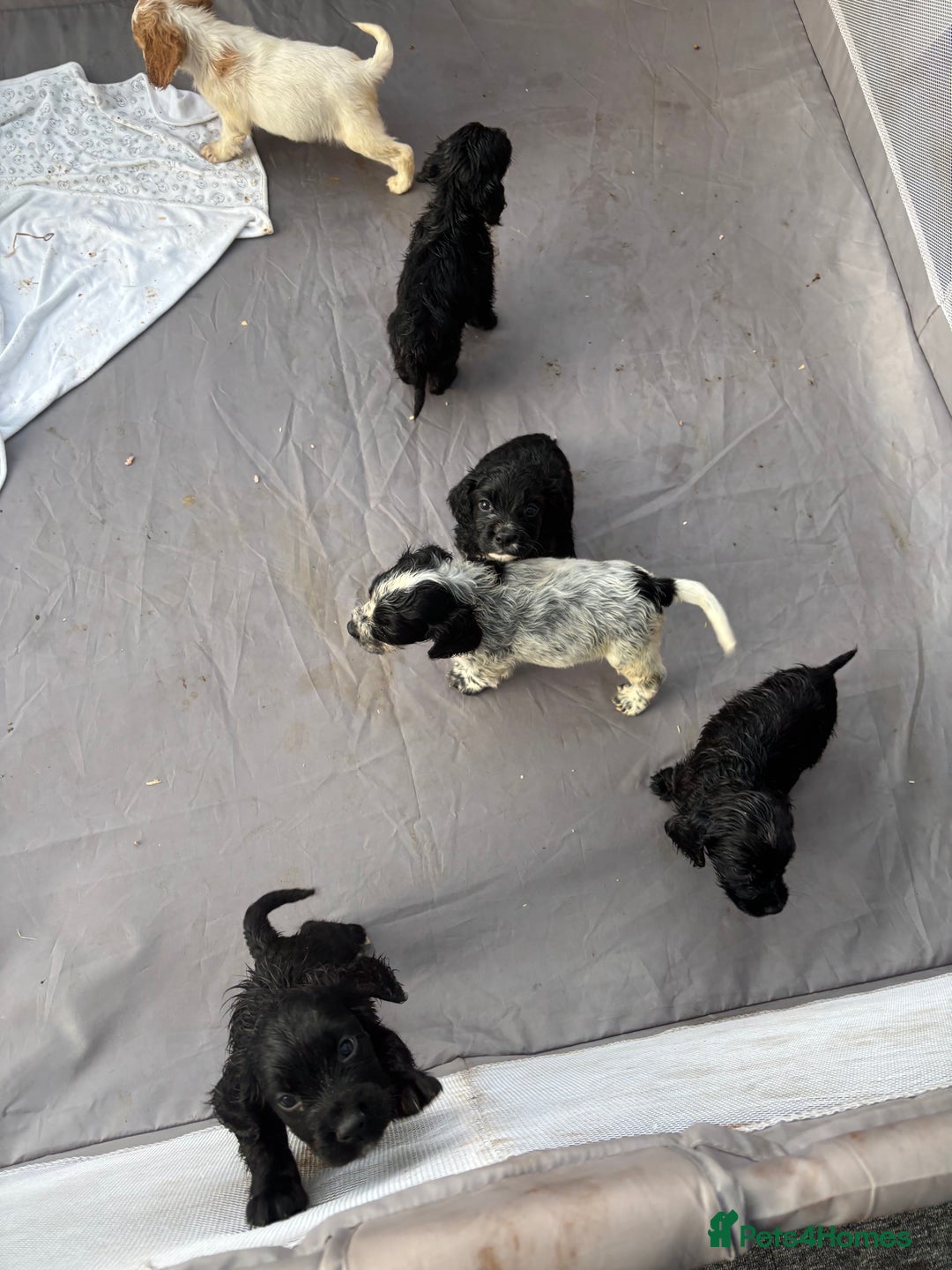 Cocker Spaniel dogs for sale: Show cocker spaniel puppies - Image 19