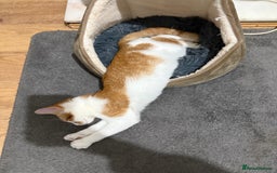 Domestic Shorthair cats for sale: Lovely male kitten for sale - Image 3