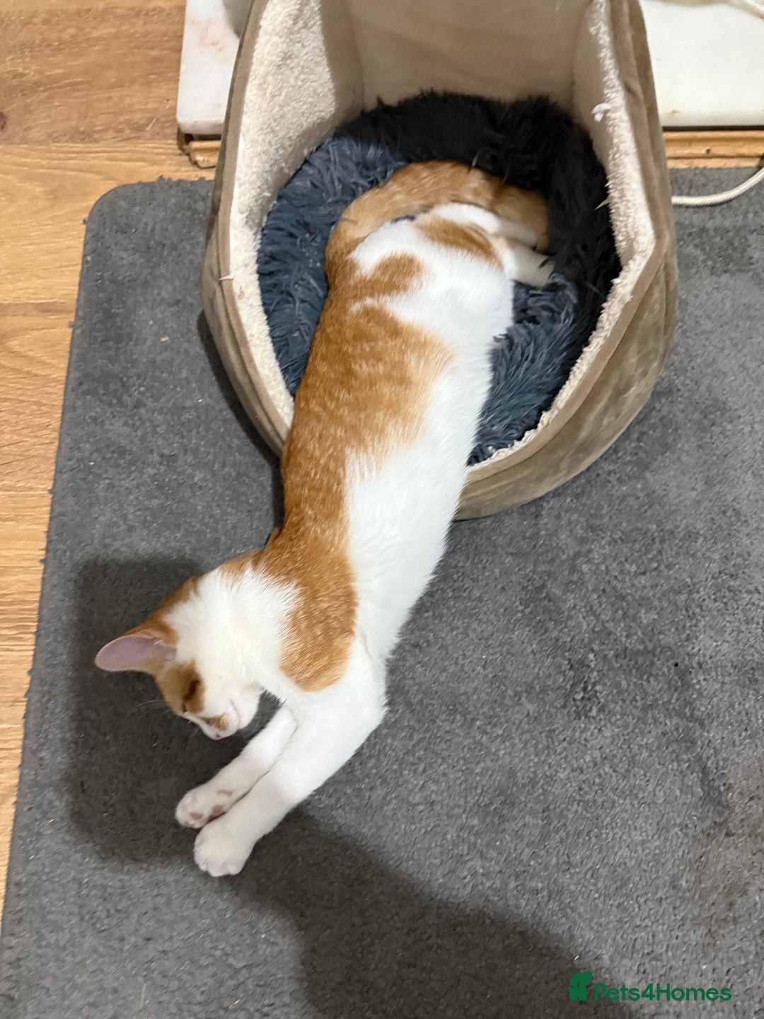 Domestic Shorthair cats for sale: Lovely male kitten for sale - Image 3