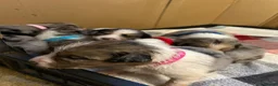Mixed Breed dogs for sale: Working Border Collie x Australian Shepherd pups - Advert 6