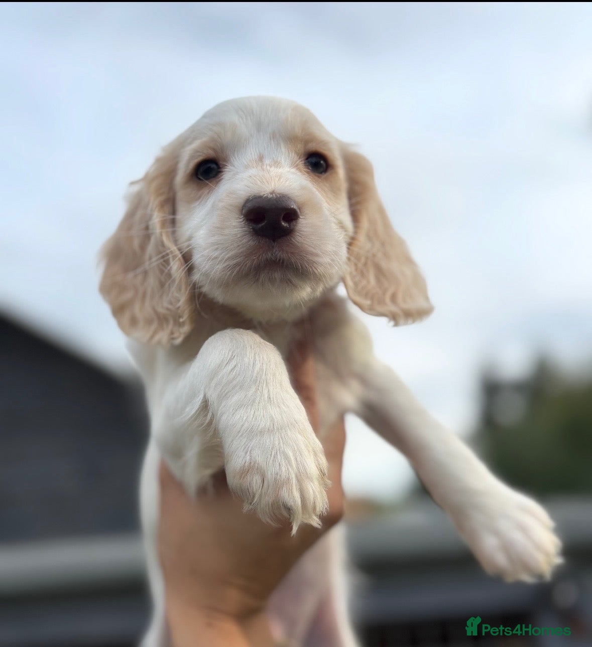 Cocker Spaniel dogs 6 GORGEOUS COCKER SPANIEL PUPS - Advert 4
