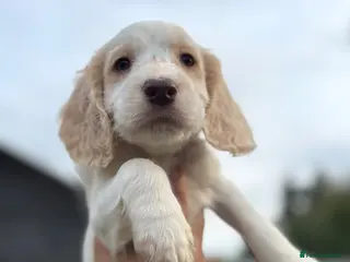 Cocker Spaniel dogs 6 GORGEOUS COCKER SPANIEL PUPS - Advert 4