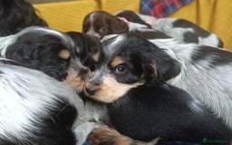 Cocker Spaniel dogs for sale: Show Type blue/Tri/chocolate Roan Cocker Spaniels  - Image 21